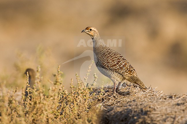 Grey Francolin, Ortygornis pondicerianus, in Oman. stock-image by Agami/Daniele Occhiato,