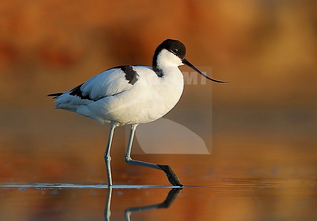 Wading Pied Avocet, Recurvirostra avosetta, at Hyeres - France. stock-image by Agami/Aurélien Audevard,