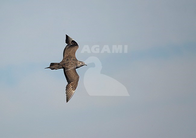 Subadult Arctic Skua (Stercorarius parasiticus) in flight over the Altlantic ocean in the Bay of Biscay off the northern coast of Spain. stock-image by Agami/Dani Lopez-Velasco,