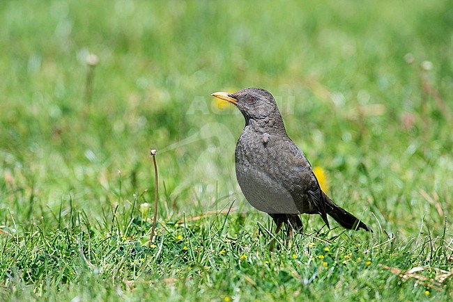 The Chiguanco thrush (Turdus chiguanco)  is a common bird in the highlands of Peru often found close to human settlements. stock-image by Agami/Jacob Garvelink,