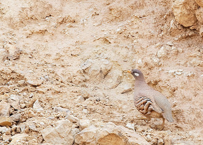 Sand Partridge (Ammoperdix heyi) walking over rocks in Wadi near Eilat, Israel. stock-image by Agami/Marc Guyt,