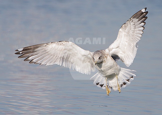 Onvolwassen Amerikaanse Stormmeeuw; Immature Short-billed Gull stock-image by Agami/Mike Danzenbaker,