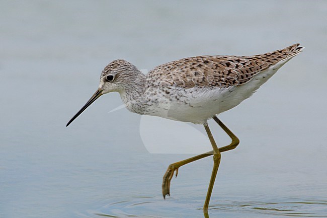 Poelruiter foeragerend; Marsh Sandpiper feeding stock-image by Agami/Daniele Occhiato,