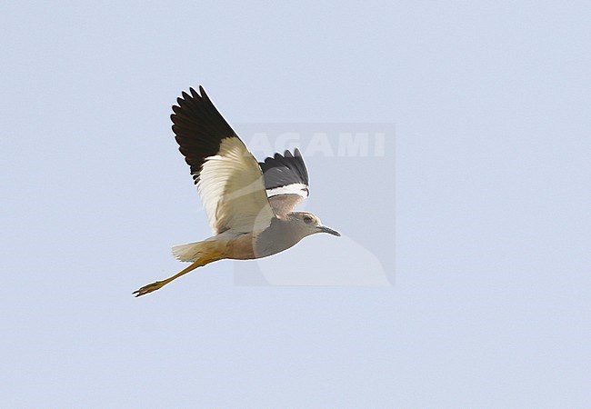 Volwassen Witstaartkievit in vlucht; Adult White-tailed Lapwing (Vanellus leucurus) in flight stock-image by Agami/James Eaton,