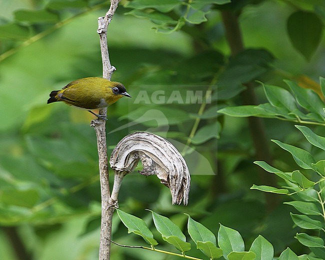 The Togian white-eye (Zosterops somadikartai) is found in the Togian Islands of Indonesia, where it is endemic. The species is formally described in 2008. stock-image by Agami/James Eaton,