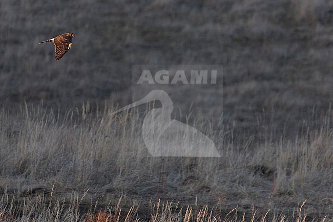 Second calendar year Hen Harrier (Circus cyaneus) flying over a rural field in Germany (Niedersachsen). stock-image by Agami/Ralph Martin,