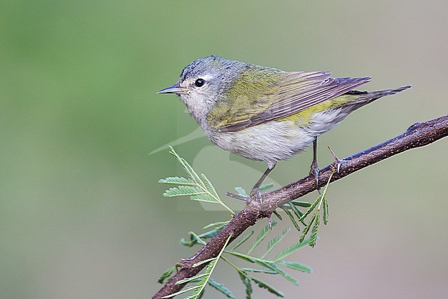 Adult male
Galveston Co., TX
April 2012 stock-image by Agami/Brian E Small,