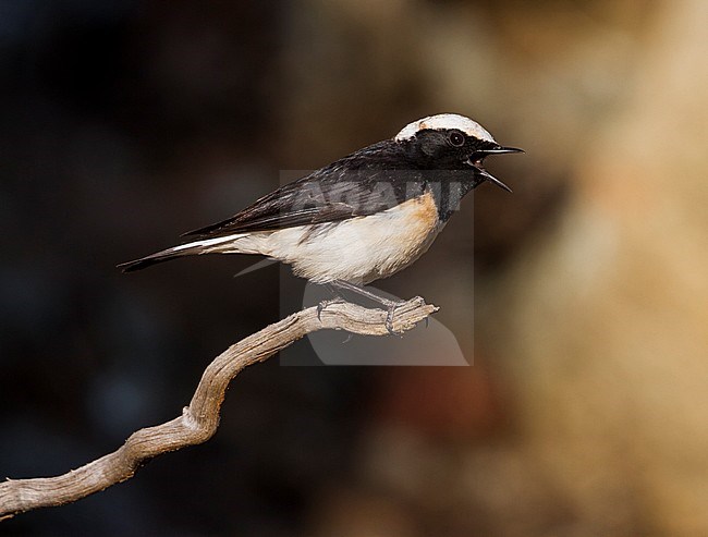 Cyprus Wheatear - Zypernsteinschmätzer - Oenanthe cypriaca, Cyprus, adult male stock-image by Agami/Ralph Martin,