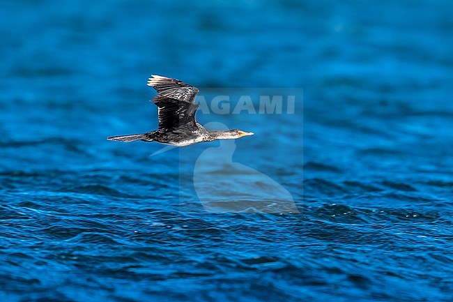 Long-tailed Cormorant (Microcarbo africanus africanus) aka Reed Cormorant flying over Iwik beach in Banc d'Arguin, Mauritania. stock-image by Agami/Vincent Legrand,