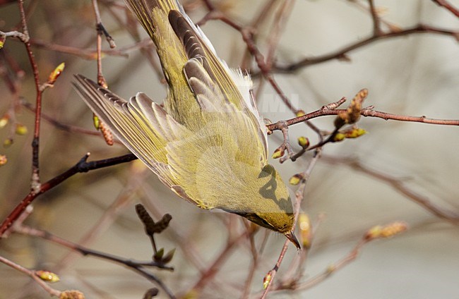 Fluiter zittend op takje; Wood Warbler perched on a branch stock-image by Agami/Markus Varesvuo,