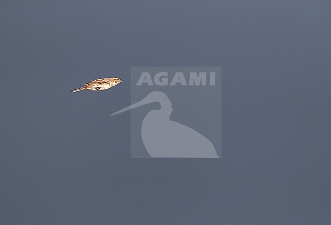 Migrating Lapland Longspur (Calcarius lapponicus) during autumn migration, in flight with folded wingst against dark rain clouds as background in the Netherlands stock-image by Agami/Marc Guyt,