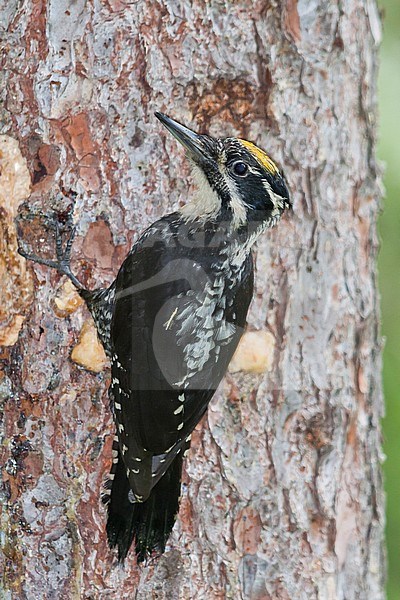 Drieteenspecht in Oostenrijkse Alpen; Three-toed Woodpecker ( Picoides tridactylus alpinus) in Austrian Alps stock-image by Agami/Ralph Martin,