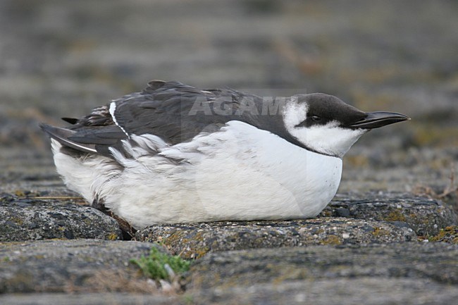 Common Guillemot adult winter beached; Zeekoet volwassen winterkleed gestrand stock-image by Agami/Chris van Rijswijk,