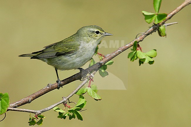 Adult female breeding
Galveston Co., TX
May 2005 stock-image by Agami/Brian E Small,