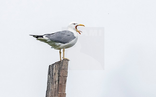 Adult Steppe Gull perched on a post in Rebristyy near Ekaterinburg, Russia. June 12, 2016. stock-image by Agami/Vincent Legrand,