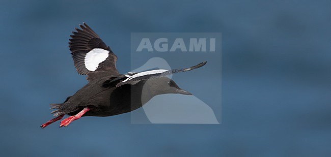 Zwarte Zeekoet, Black Guillemot, Cepphus grylle arcticus stock-image by Agami/Hugh Harrop,