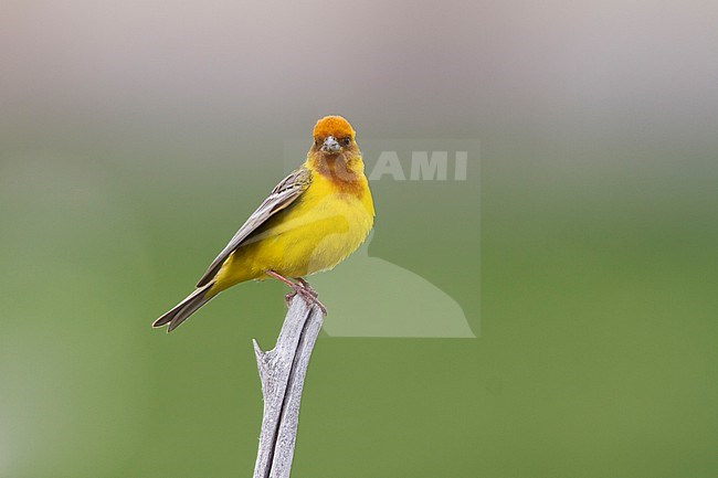 Red-headed Bunting - Braunkopfammer - Emberiza bruniceps, Kazakhstan, adult male stock-image by Agami/Ralph Martin,