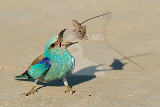 Scharrelaar met muis; European Roller with mouse stock-image by Agami/Bence Mate,