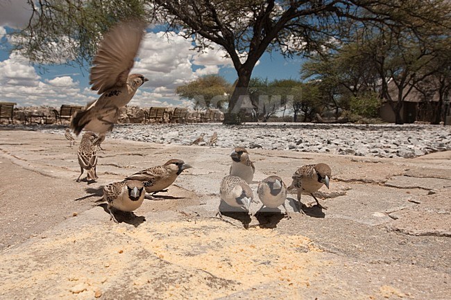 Groep Republikeinwevers in rest camp Etosha NP Namibie, Group Sociable Weavers at rest camp Etosha NP Namibia stock-image by Agami/Wil Leurs,