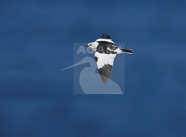 Sneeuwgors in vlucht; Snow Bunting in flight stock-image by Agami/Markus Varesvuo,