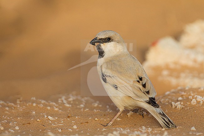 Desert Sparrow - WÃ¼stensperling - Passer simplex ssp. saharae, adult male, Morocco stock-image by Agami/Ralph Martin,