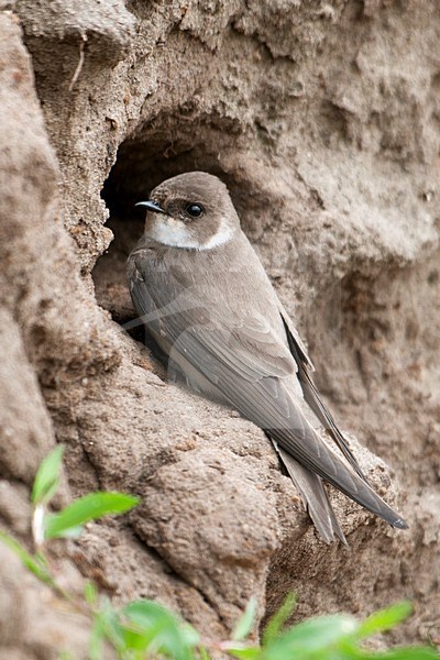 Oeverzwaluw bij nesthol; Sand Martin at nest entrance stock-image by Agami/Han Bouwmeester,