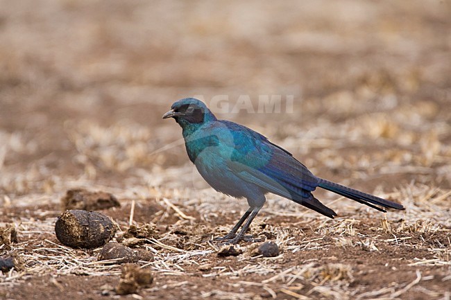 Grote Glansspreeuw , Burchell's Starling, Lamprotornis australis stock-image by Agami/Marc Guyt,