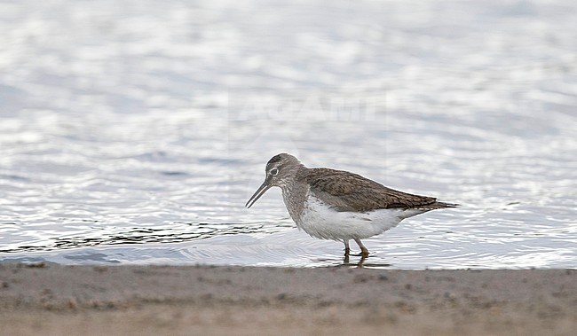 Worn adult summer Common Sandpiper (Actitis hypoleucos) after breeding season in the Netherlands. stock-image by Agami/Edwin Winkel,