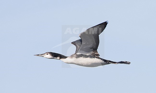 First-winter Common Loon (Gavia immer) in flight against a grey sky as background. stock-image by Agami/Brian Sullivan,
