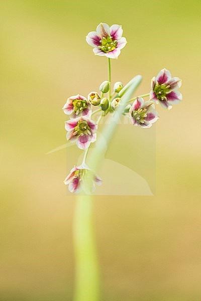 honey garlic flowers stock-image by Agami/Wil Leurs,