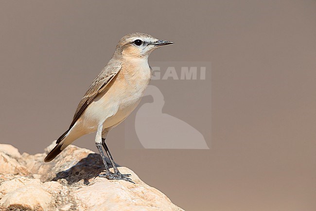 Isabelline Wheatear (Oenanthe isabellina), Standing on a rock,  Al Mughsayl, Dhofar, Oman stock-image by Agami/Saverio Gatto,