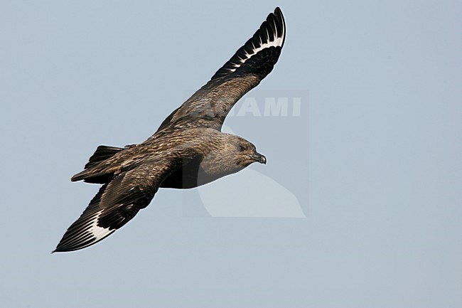 Grote Jager in de vlucht; Great Skua in flight stock-image by Agami/Menno van Duijn,