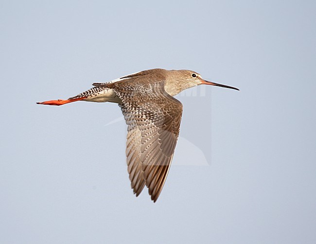 Zwarte Ruiter; Spotted Redshank; Tringa erythropus stock-image by Agami/Mike Danzenbaker,