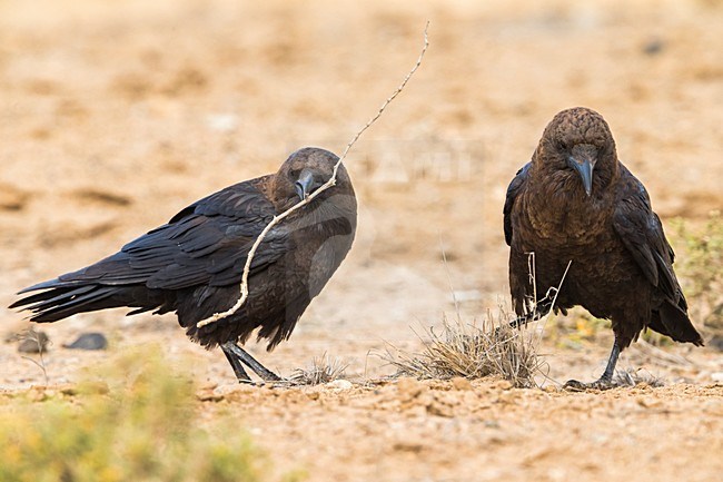 Bruinnekraaf, Brown-necked Raven stock-image by Agami/Daniele Occhiato,