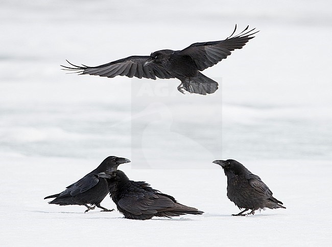 Common Raven (Corvus corax) Sodankylä Lokka Finland April 2019 stock-image by Agami/Markus Varesvuo,
