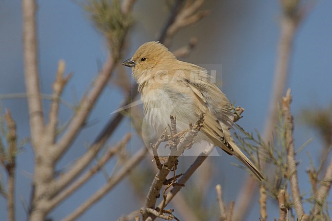 Vrouwtje Woestijnmus; Female Desert Sparrow stock-image by Agami/Daniele Occhiato,