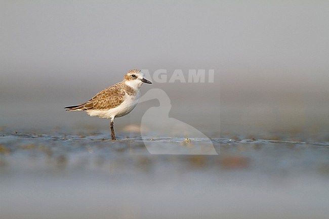 Greater Sand-Plover - WÃ¼stenregenpfeifer - Charadrius leschenaultii, Oman stock-image by Agami/Ralph Martin,