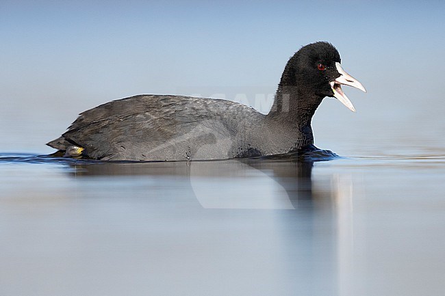 Eurasian Coot (Fulica atra), side view of an adult swimming in the water, Lazio, Italy stock-image by Agami/Saverio Gatto,