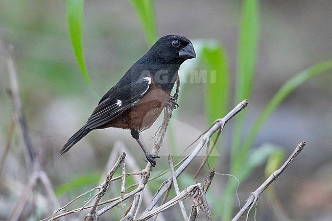 A male Chestnut-bellied Seed Finch (Sporophila angolensis torrida) at Puerto Asis, Putumayo, Colombia. stock-image by Agami/Tom Friedel,