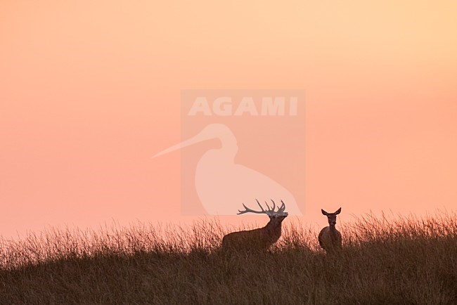 hertenbrost, Red deer rut stock-image by Agami/Rob Riemer,