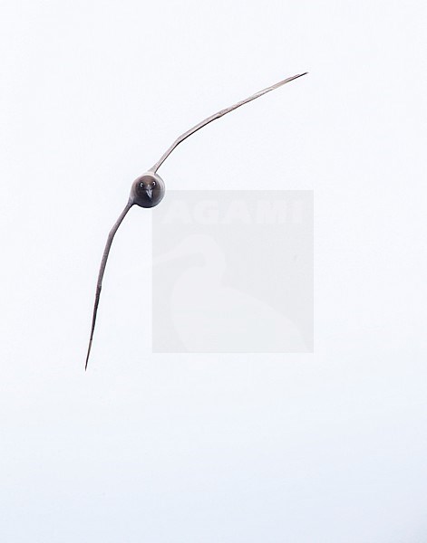 Light-mantled Albatross (Phoebetria palpebrata) flying head on over the Pacific Ocean between the Aucklands islands and Antipodes islands, New Zealand. stock-image by Agami/Marc Guyt,