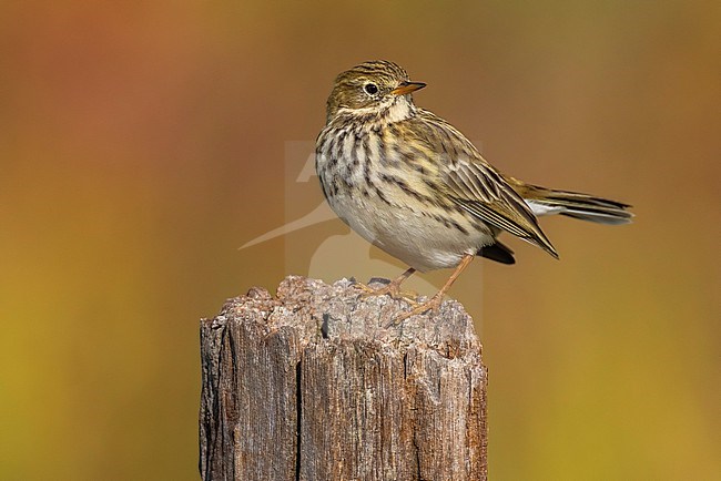 Meadow Pipit, Anthus pratensis, Italy. stock-image by Agami/Daniele Occhiato,