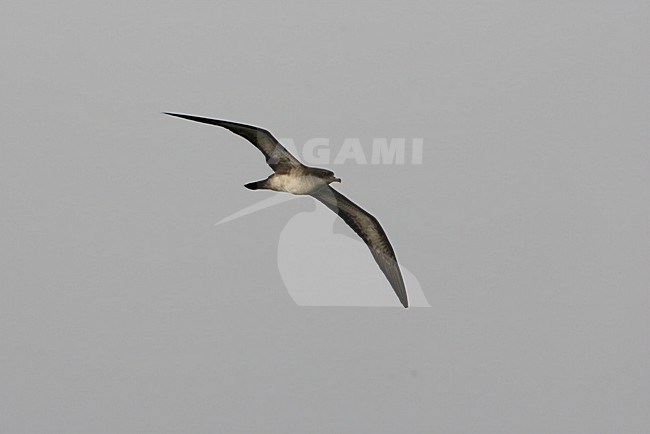 Wigstaartpijlstormvogel in flight; Wedge-tailed Shearwater in fligh stock-image by Agami/Martijn Verdoes,