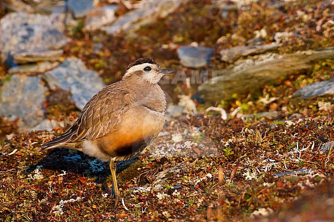 Eurasian Dotterel - Mornellregenpfeifer - Charadrius morinellus, Switzerland, adult female stock-image by Agami/Ralph Martin,