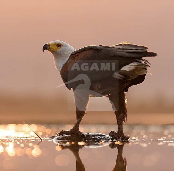 African Fish Eagle (Haliaeetus vocifer) looking over its shoulder in South Africa stock-image by Agami/Bence Mate,