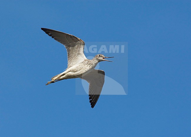 Groenpootruiter in de vlucht; Common Greenshank in flight stock-image by Agami/Markus Varesvuo,