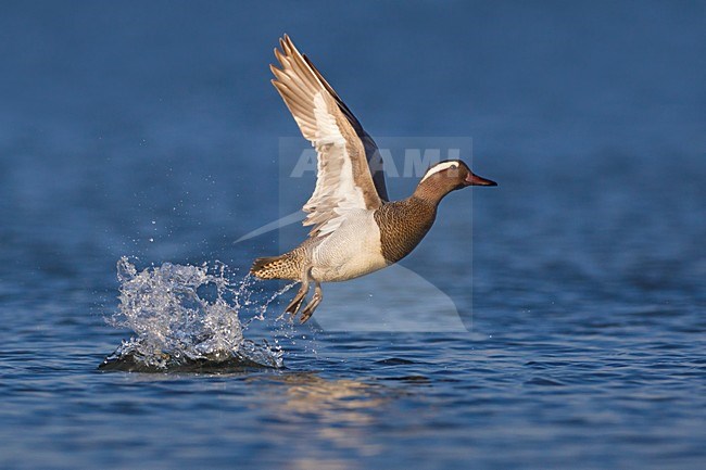 Mannetje Zomertaling in de vlucht; Male Garganey in flight stock-image by Agami/Daniele Occhiato,