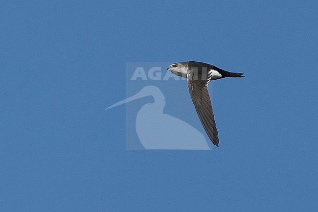 Adult White-throated Swift (Aeronautes saxatalis)
Riverside Co., California, USA
November 2016 stock-image by Agami/Brian E Small,