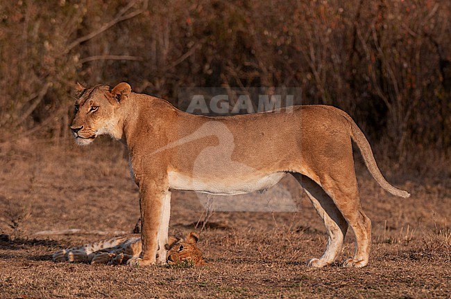 A lion cub, Panthera leo, resting at its mother's feet. Masai Mara National Reserve, Kenya. stock-image by Agami/Sergio Pitamitz,