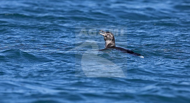 Galapagos Penguin (Spheniscus mendiculus), a rare endemic from the Galapagos Islands stock-image by Agami/Andy & Gill Swash ,